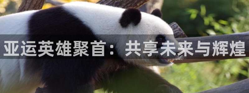 搜球吧零点吧nba直播：亚运英雄聚首：共享未来与辉煌