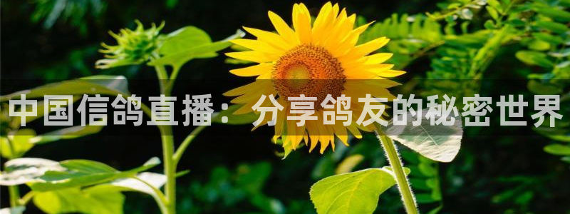 搜球8直播：中国信鸽直播：分享鸽友的秘密世界